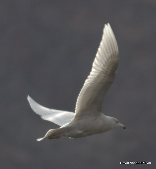 Glaucous Gull - ML614402754