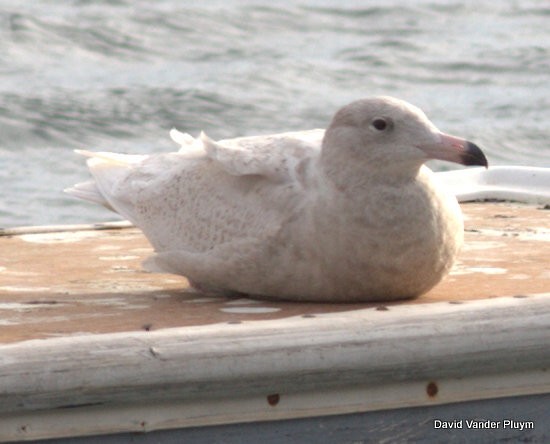 Glaucous Gull - ML614402755