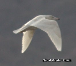 Glaucous Gull - ML614402756