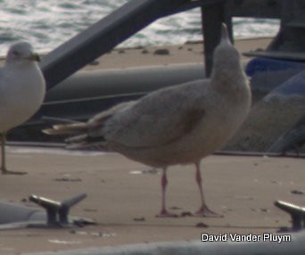 Gaviota Argéntea Americana x de Bering (híbrido) - ML614402787