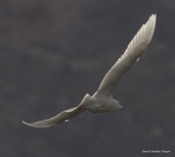 Gaviota Argéntea Americana x de Bering (híbrido) - ML614402788