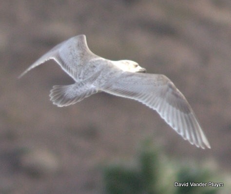 Gaviota Argéntea Americana x de Bering (híbrido) - ML614402789