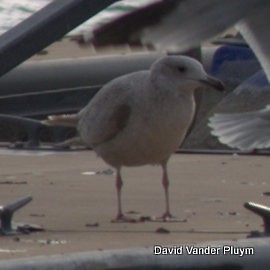 Gaviota Argéntea Americana x de Bering (híbrido) - ML614402790