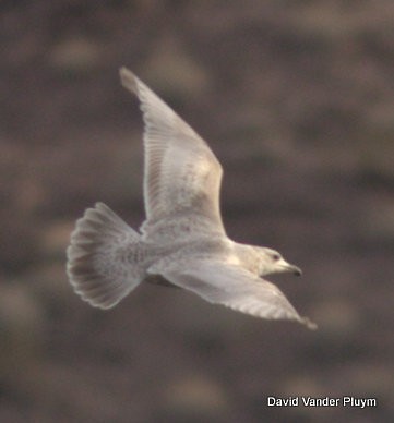 Gaviota Argéntea Americana x de Bering (híbrido) - ML614402791