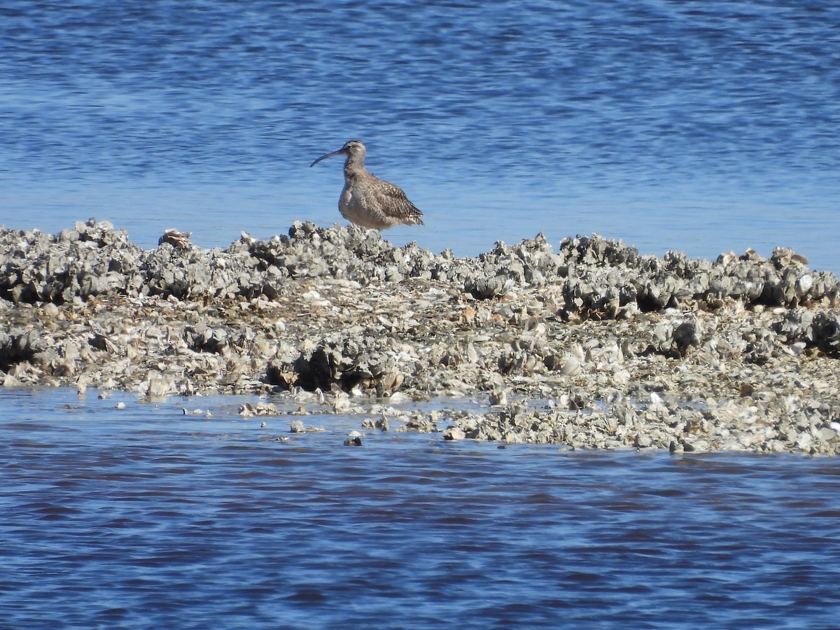 Whimbrel - ML614402795