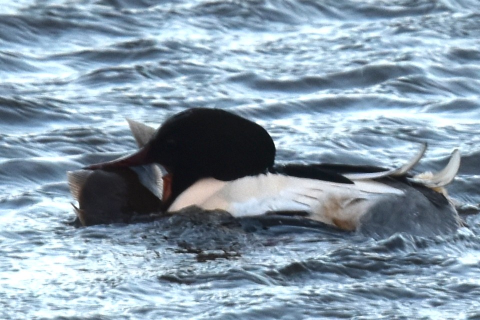 Common Merganser - ML614402810