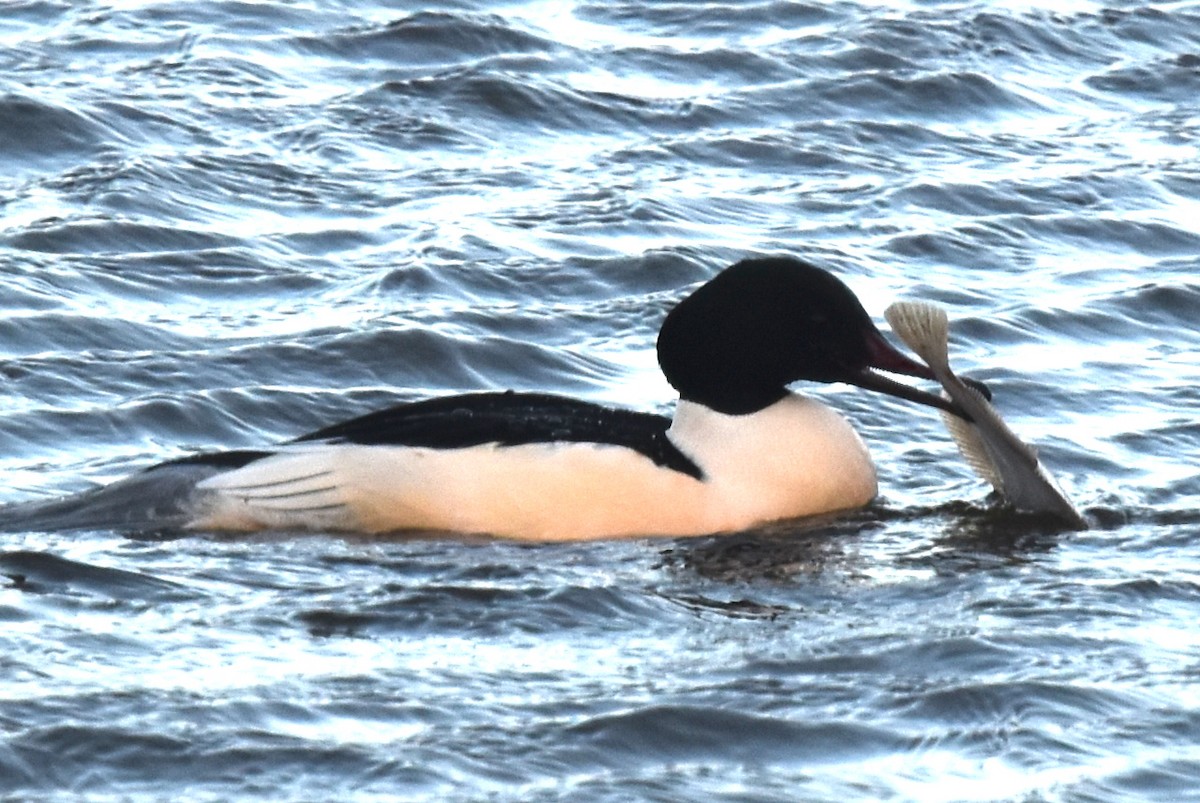 Common Merganser - ML614402815