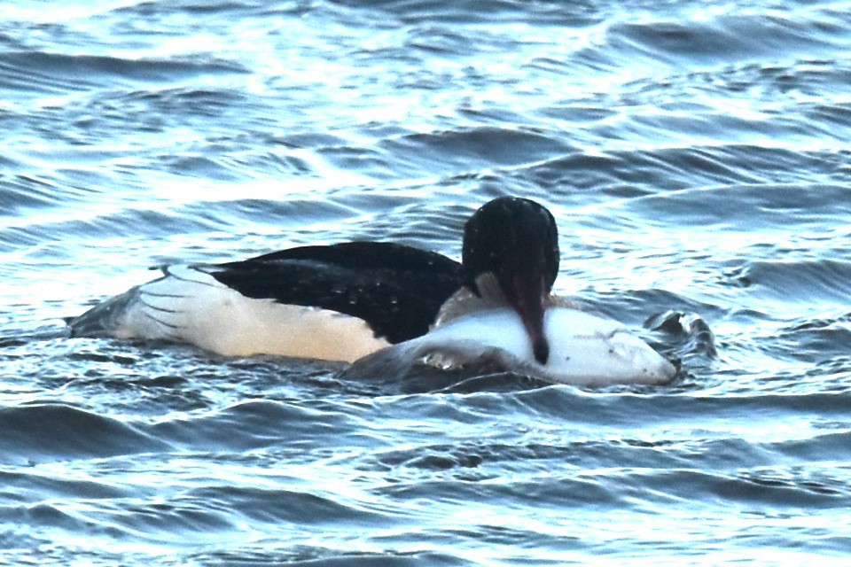 Common Merganser - ML614402819