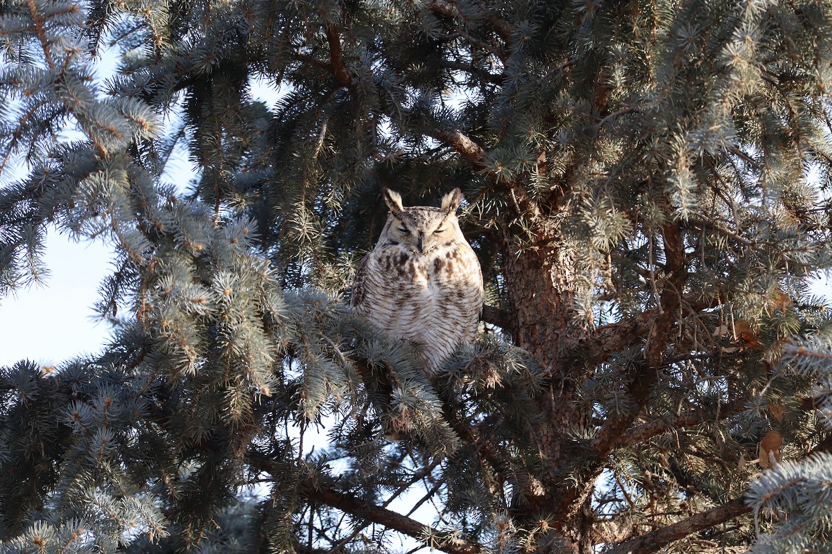 Great Horned Owl - ML614402830