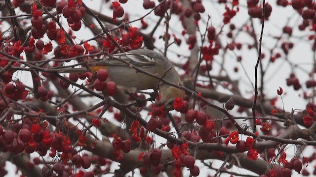 Pine Grosbeak - ML614402848