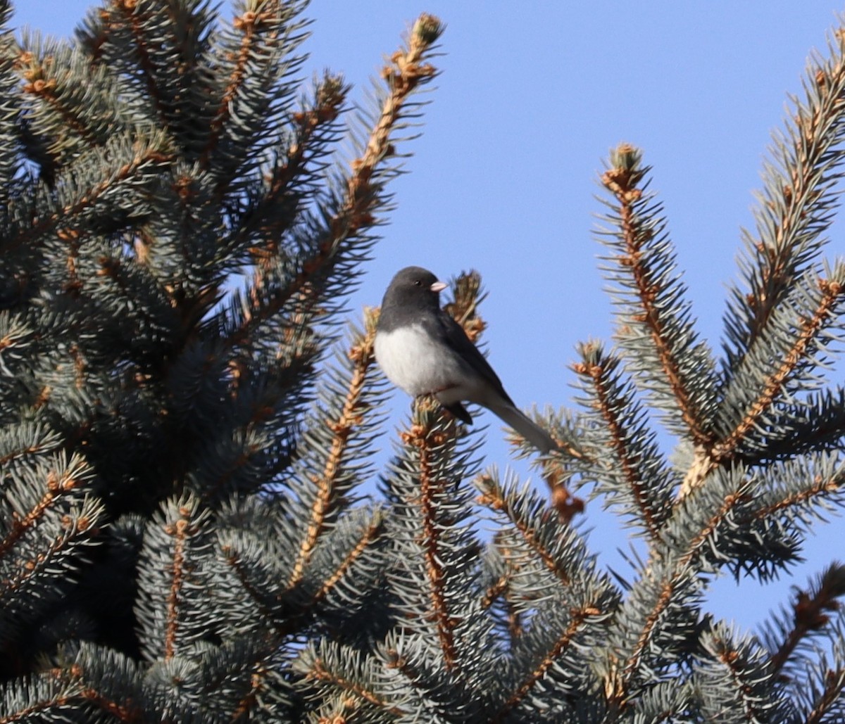 Junco ardoisé (hyemalis/carolinensis) - ML614402851