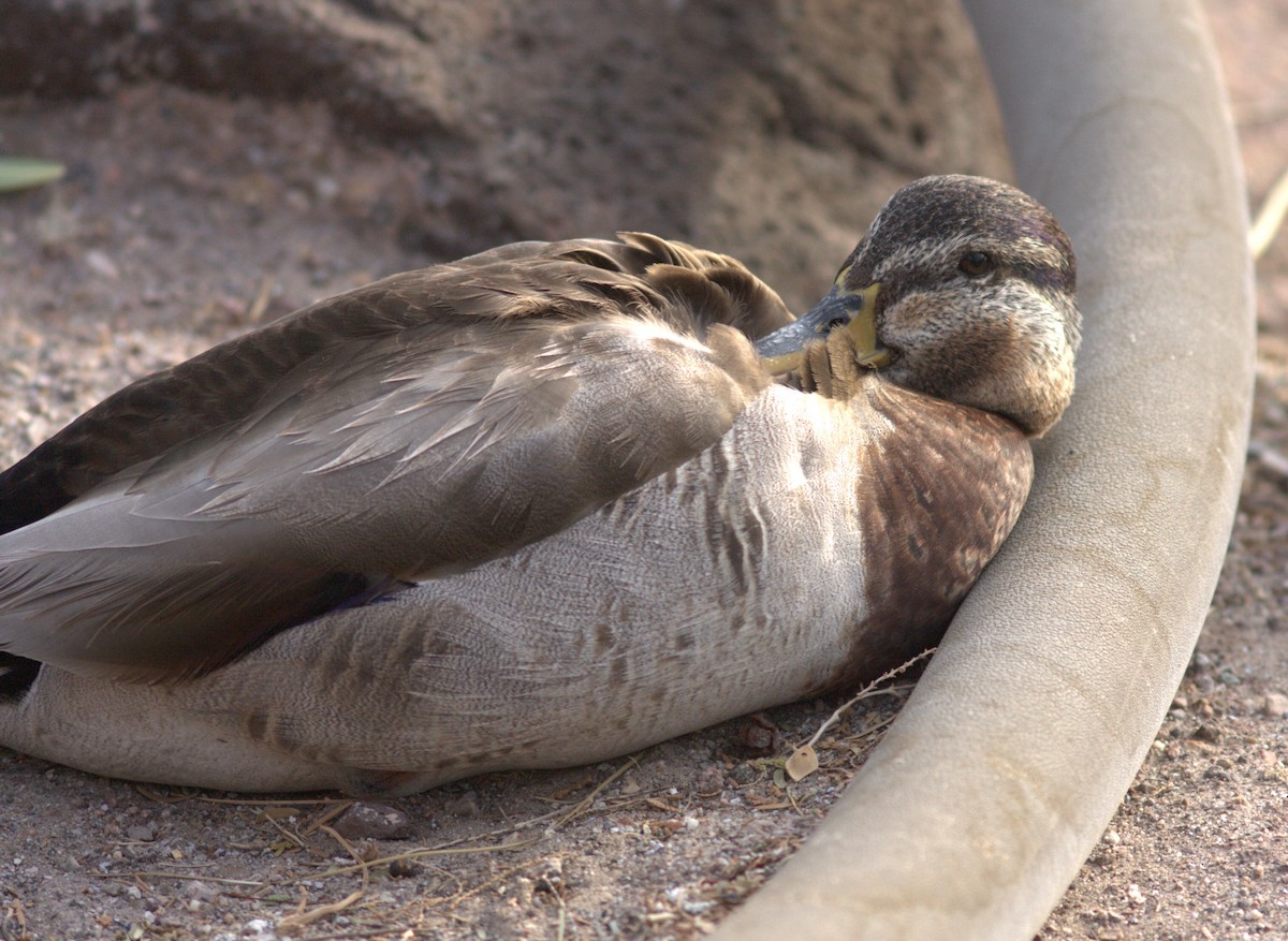 Canard colvert - ML614402980