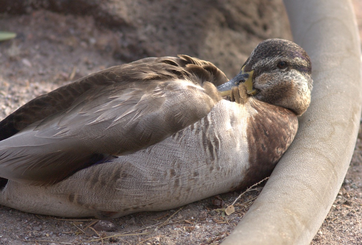 Canard colvert - ML614402981