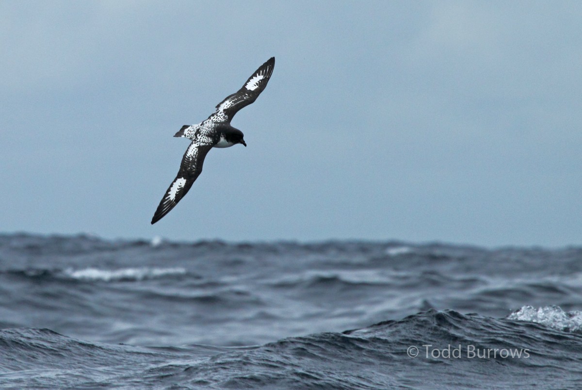 Cape Petrel - ML61440301