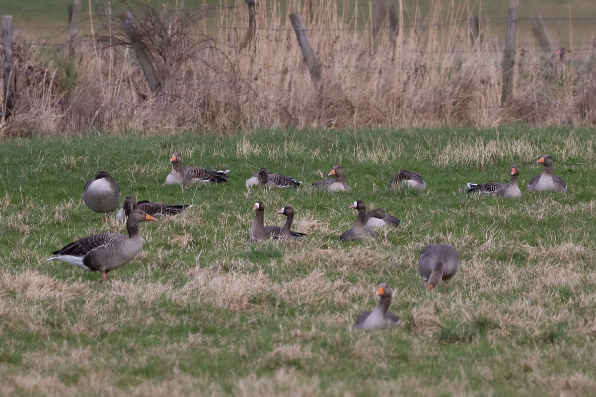 Greater White-fronted Goose - ML614403010