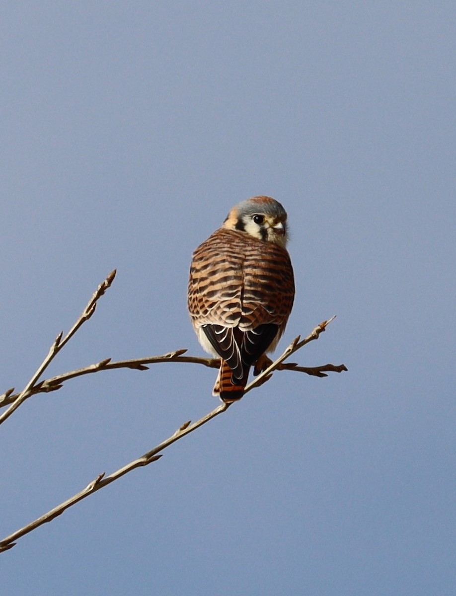 American Kestrel - ML614403100