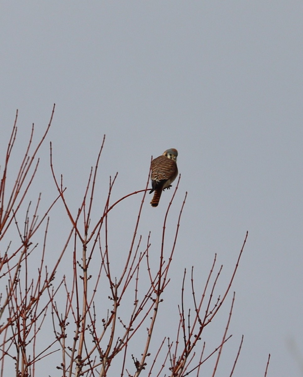 American Kestrel - ML614403101