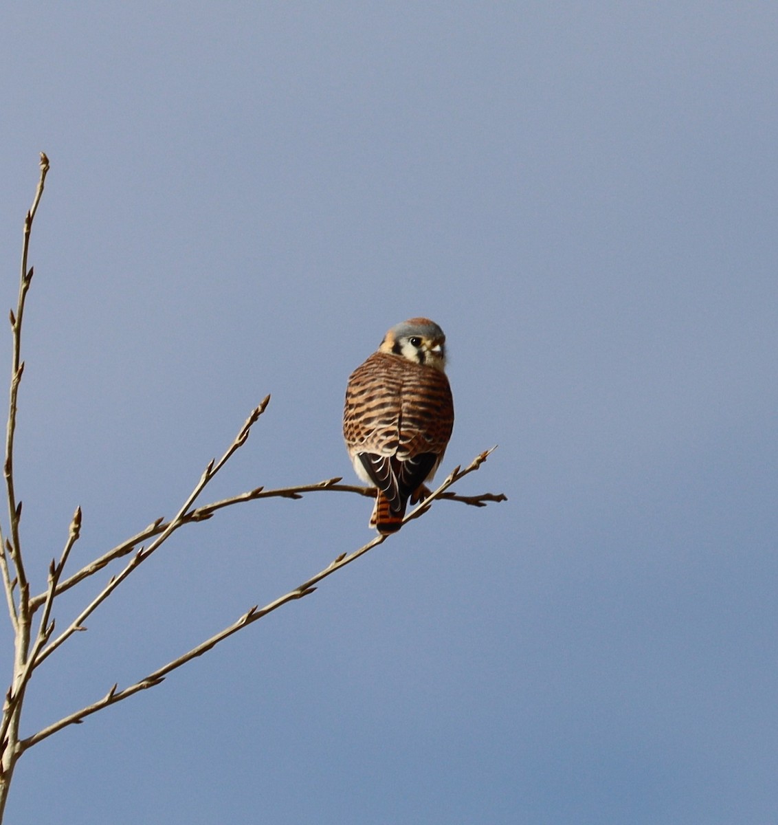 American Kestrel - ML614403102