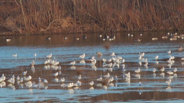 Slaty-backed Gull - ML614403255