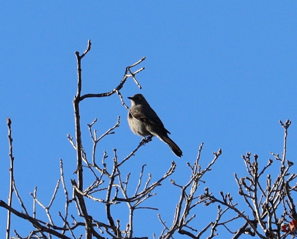 Townsend's Solitaire - ML614403263