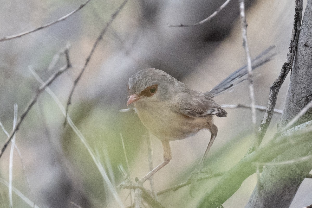 Purple-backed Fairywren - ML614403299