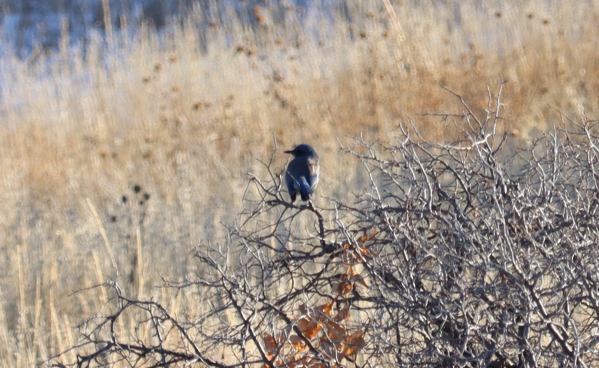 Woodhouse's Scrub-Jay - ML614403300