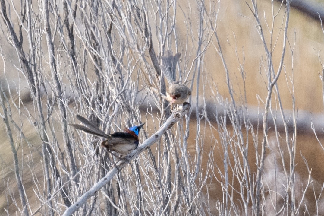 Purple-backed Fairywren - ML614403306