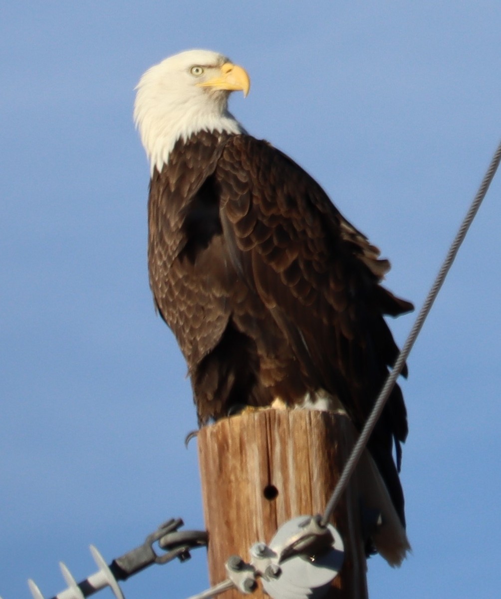 Bald Eagle - ML614403348