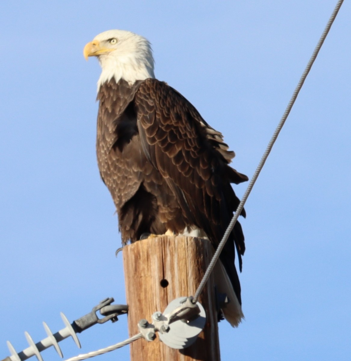 Bald Eagle - ML614403349