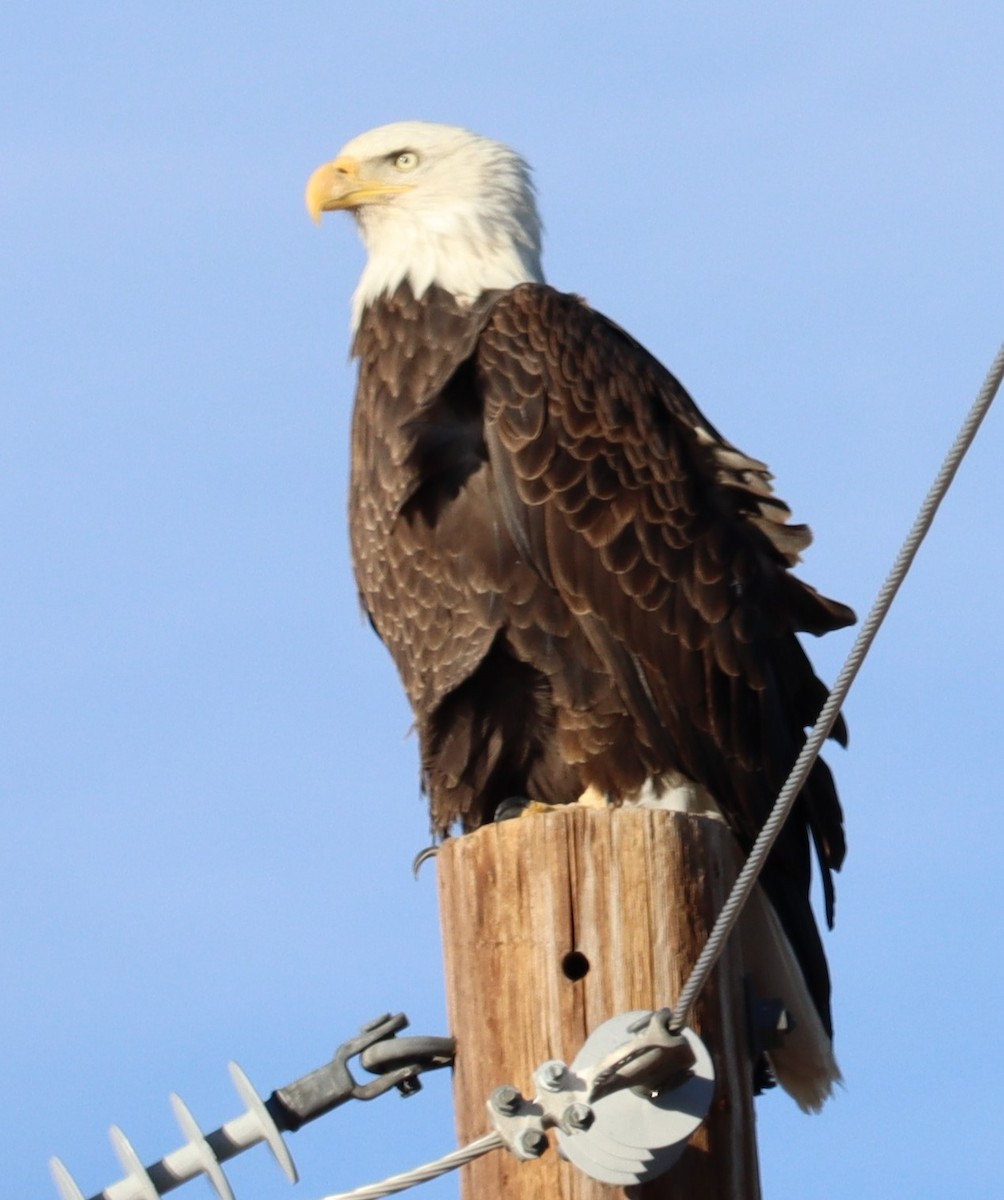 Bald Eagle - ML614403350