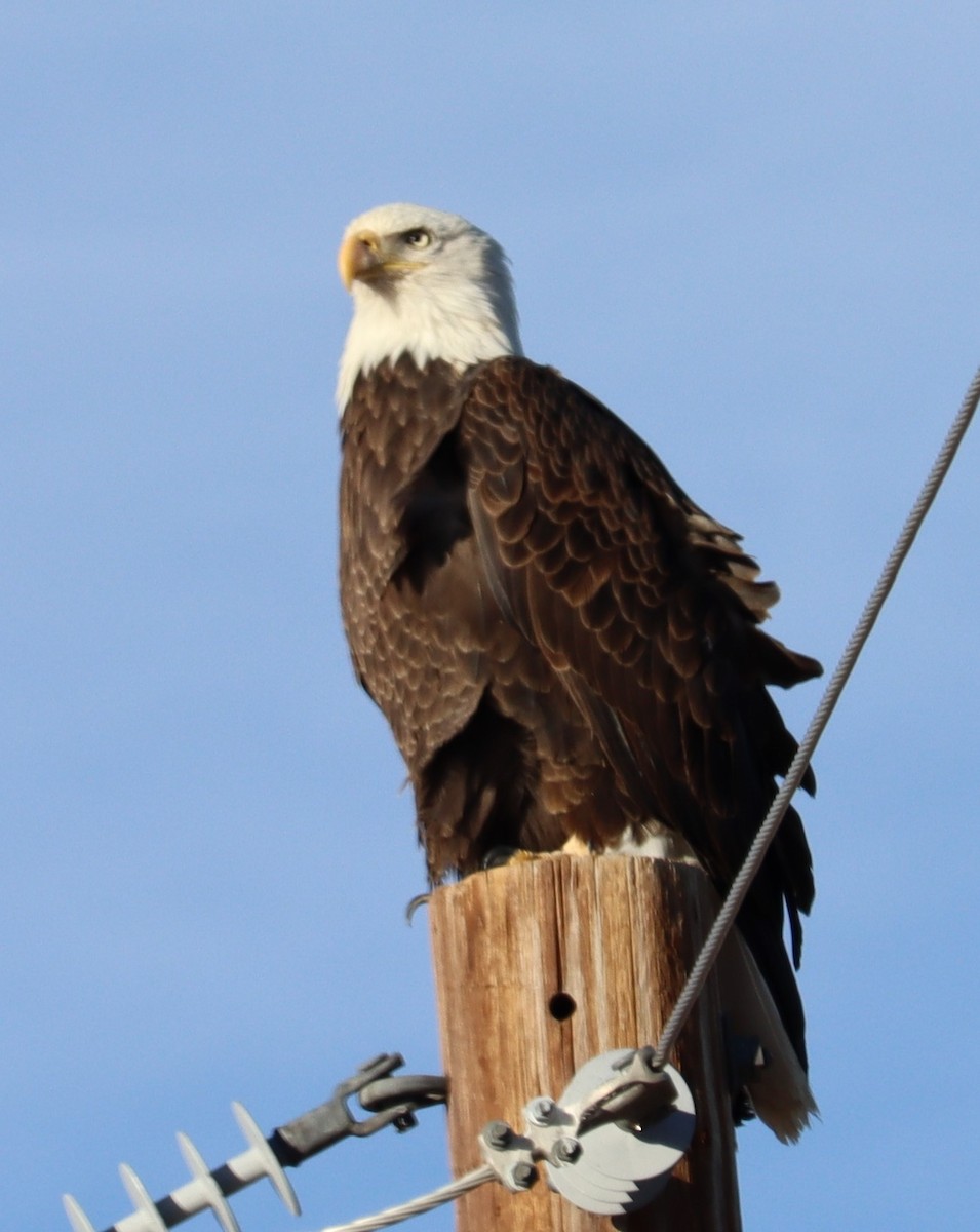 Bald Eagle - ML614403351