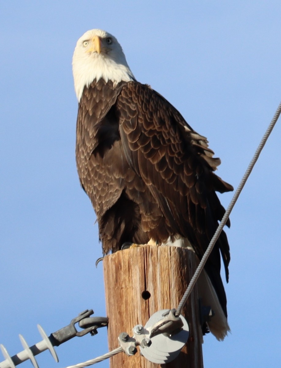 Bald Eagle - ML614403352