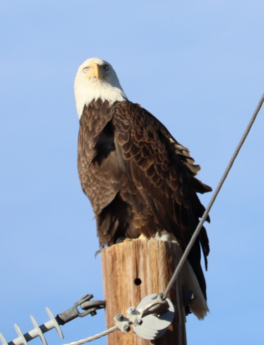 Bald Eagle - ML614403353