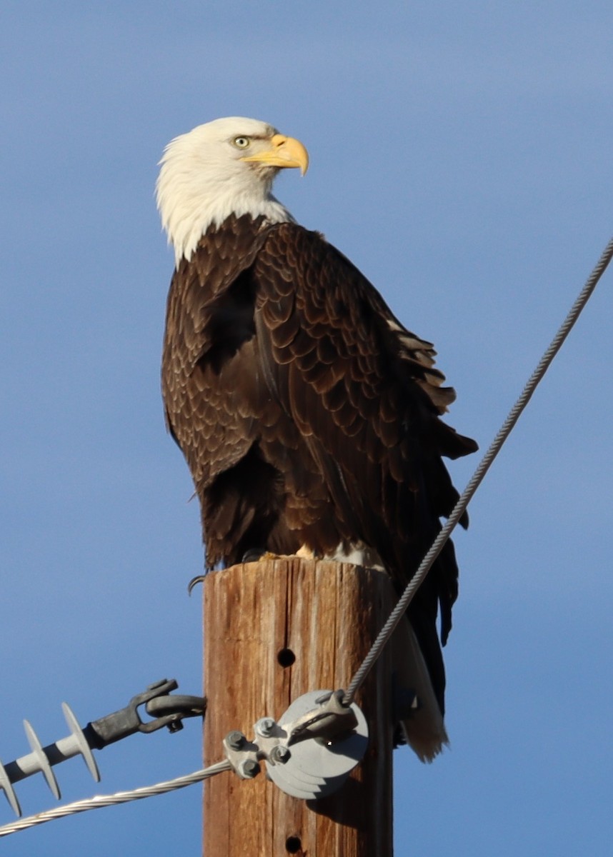 Bald Eagle - ML614403354