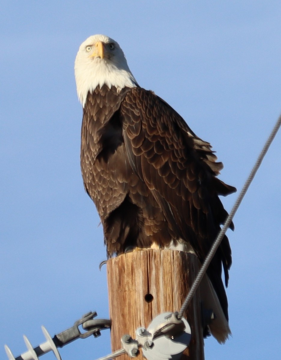 Bald Eagle - ML614403355