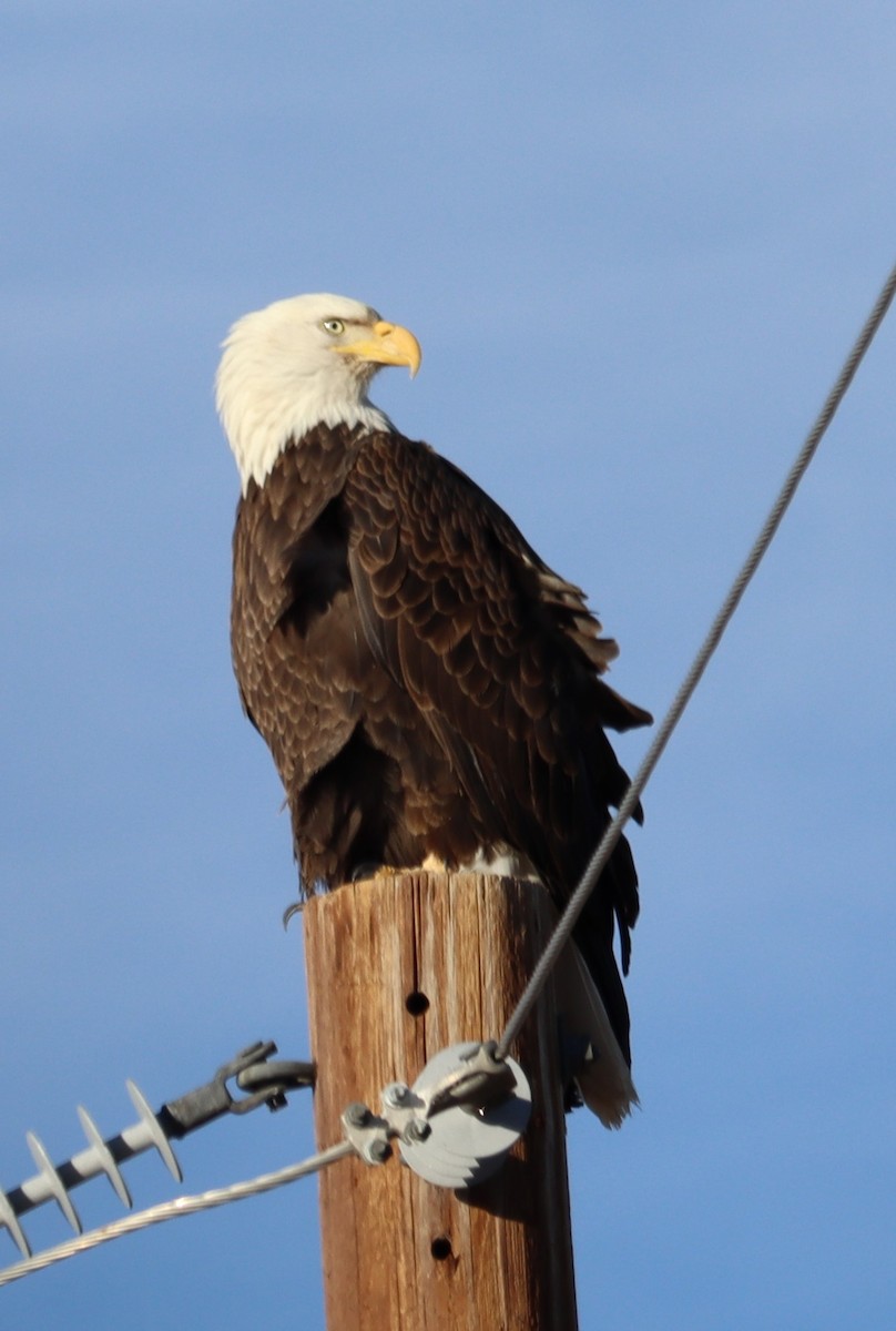 Bald Eagle - Liam Berigan