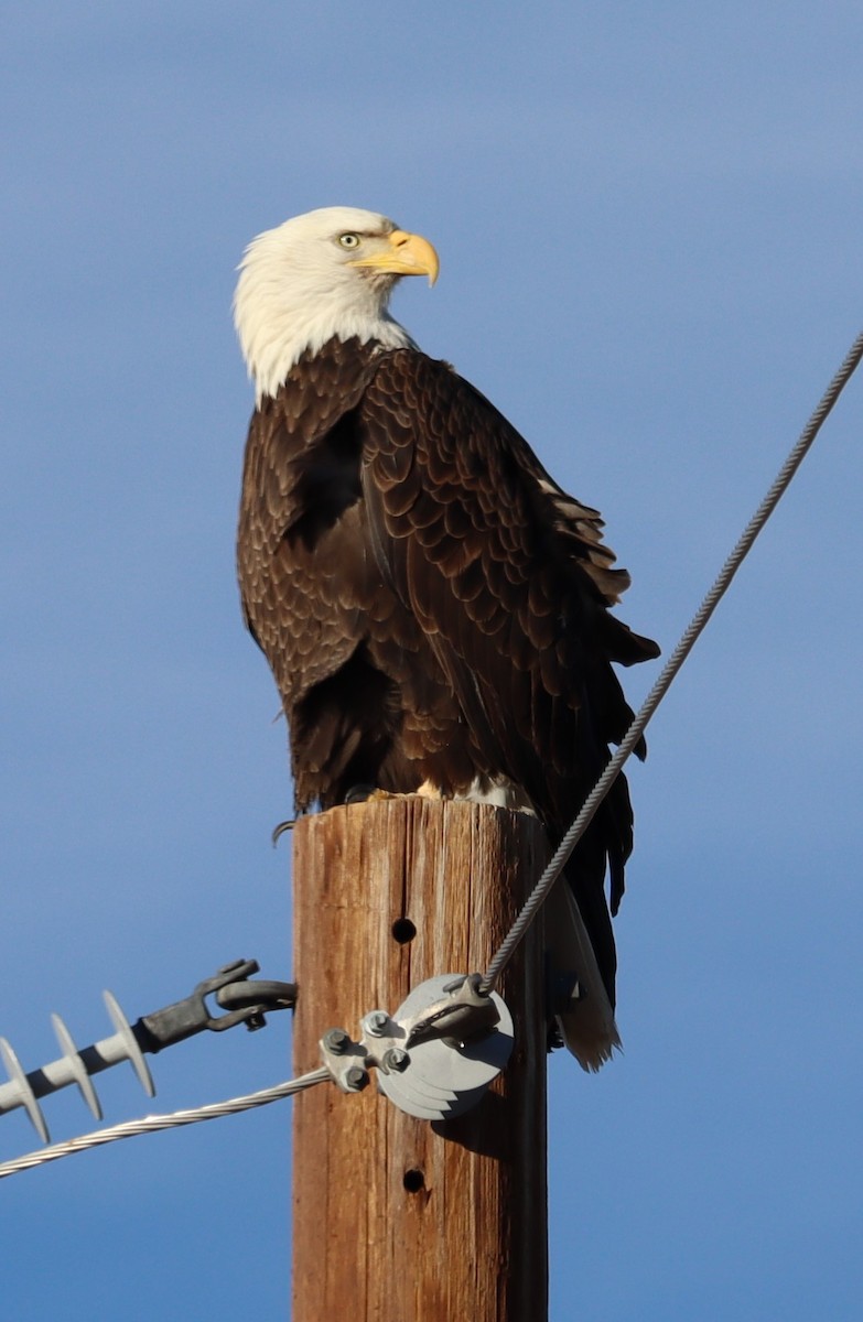 Bald Eagle - ML614403357