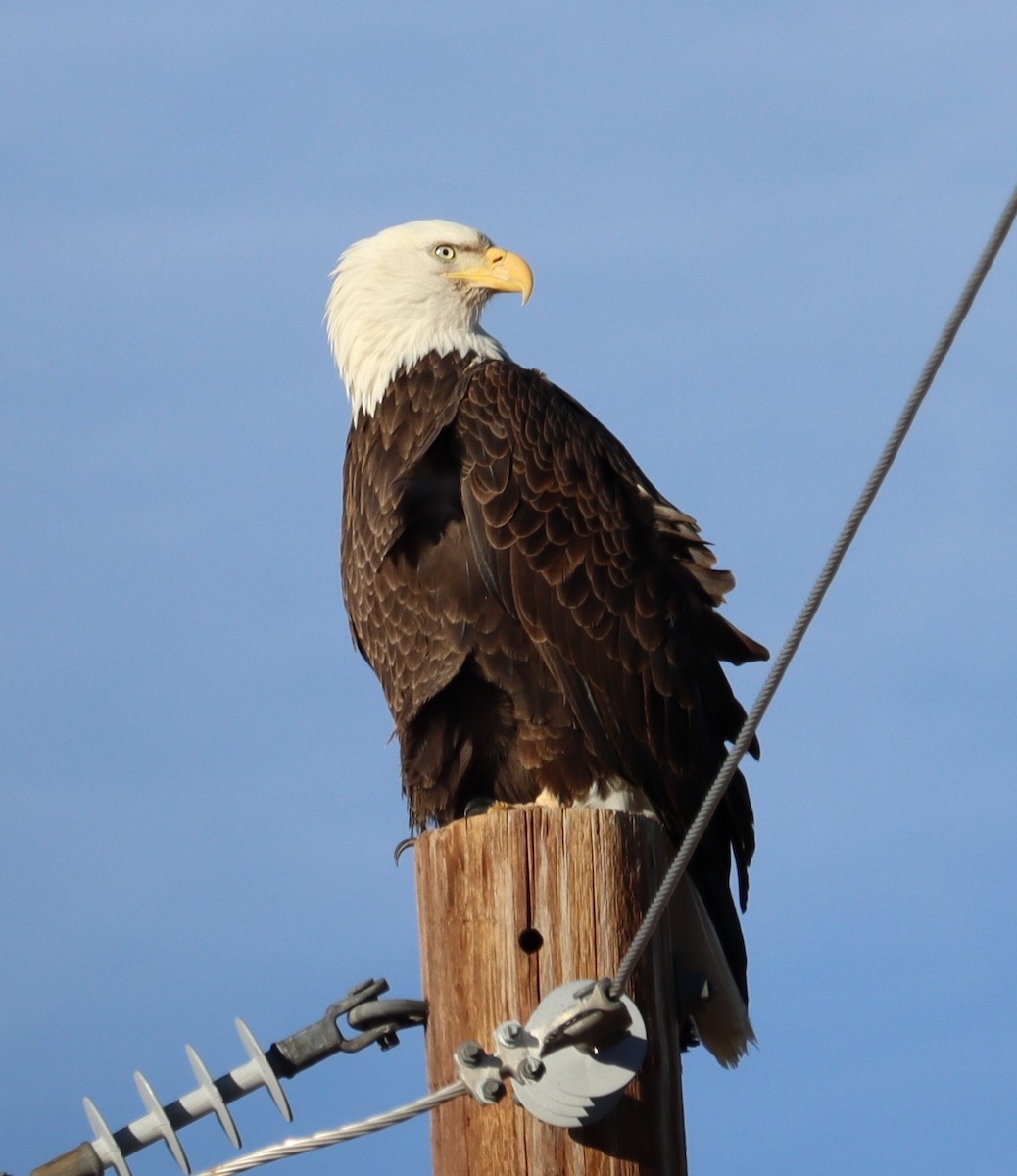 Bald Eagle - ML614403358