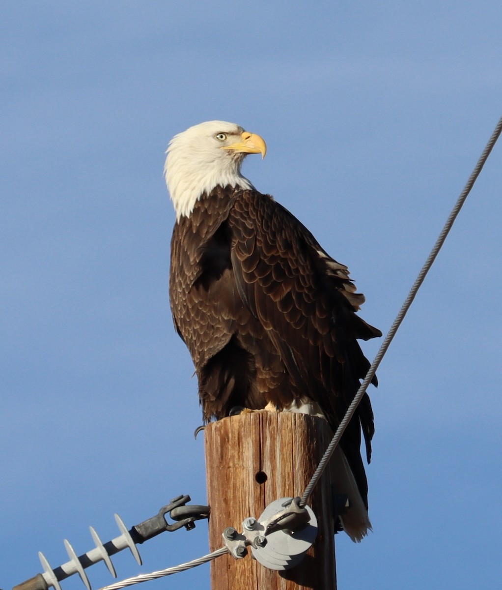 Bald Eagle - ML614403360