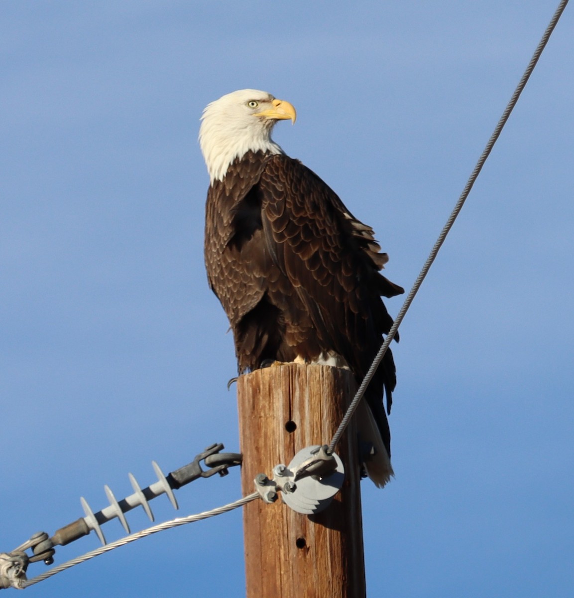 Bald Eagle - ML614403361