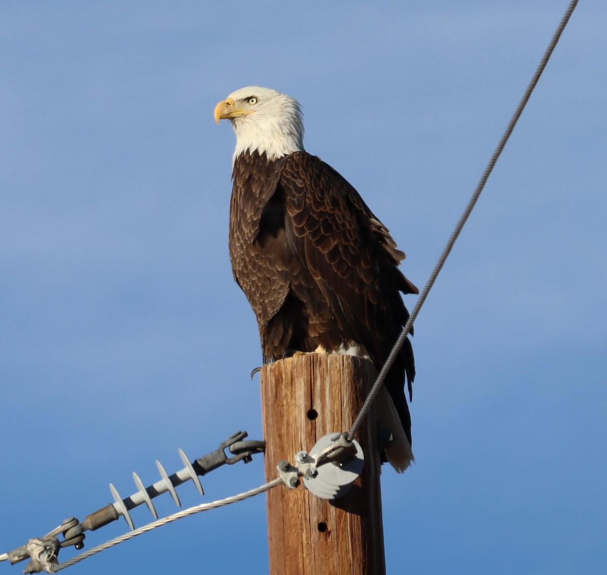 Bald Eagle - ML614403362