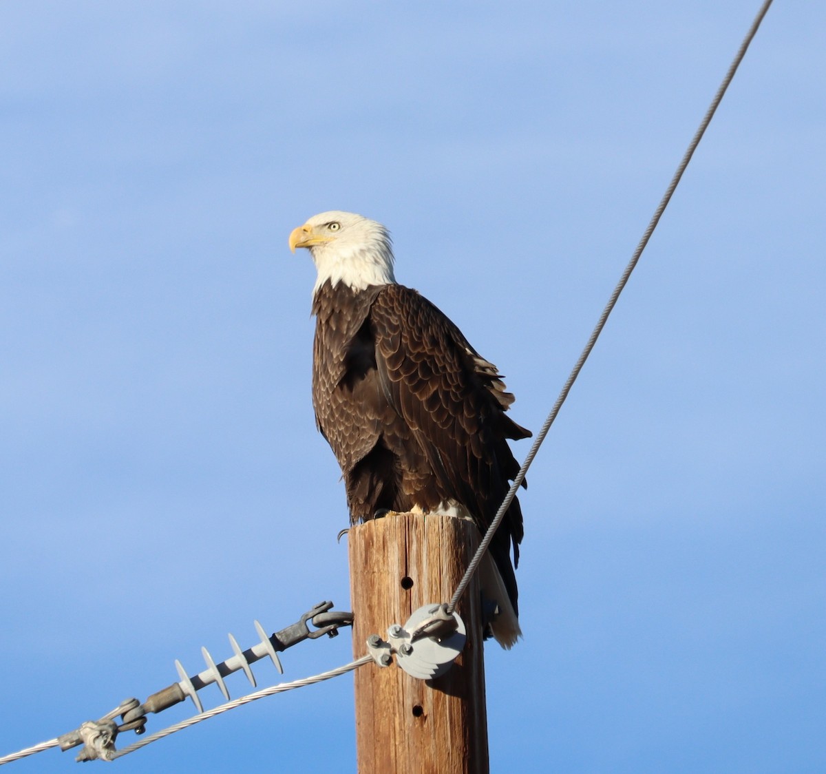 Bald Eagle - Liam Berigan