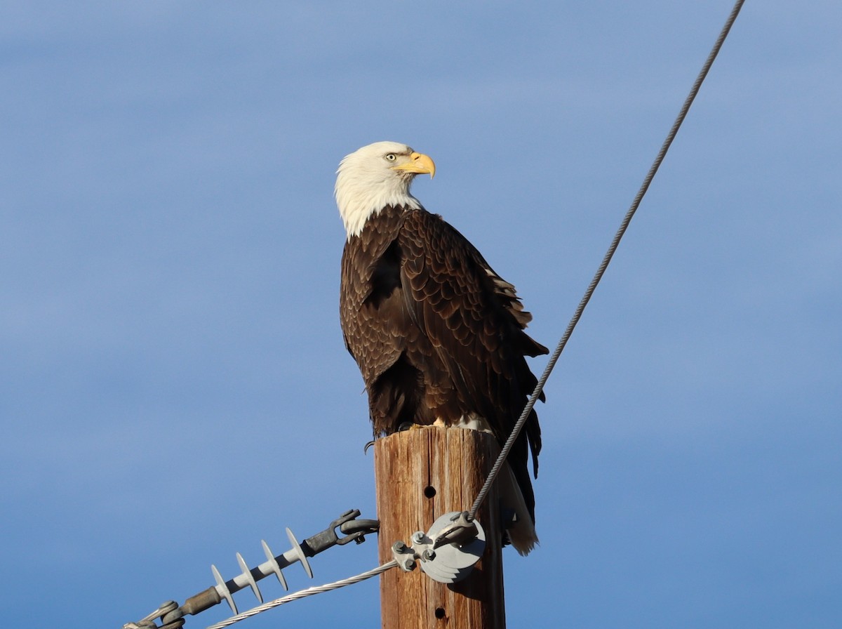 Bald Eagle - ML614403365