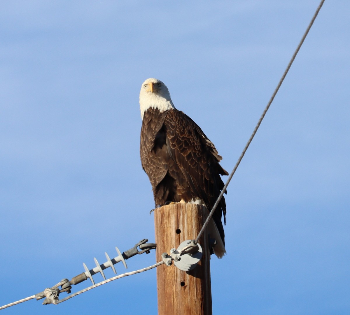 Bald Eagle - ML614403366