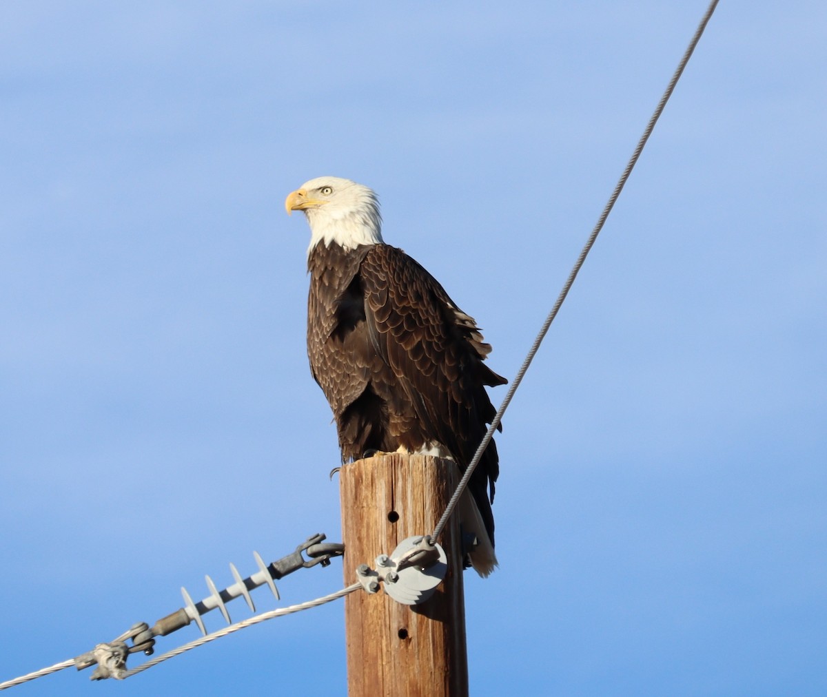 Bald Eagle - ML614403367