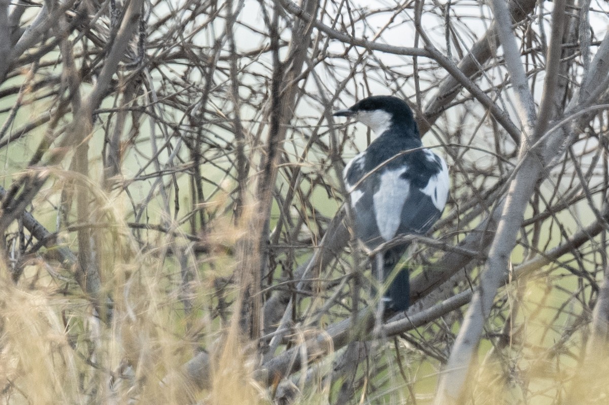 White-winged Triller - Ross Bartholomew