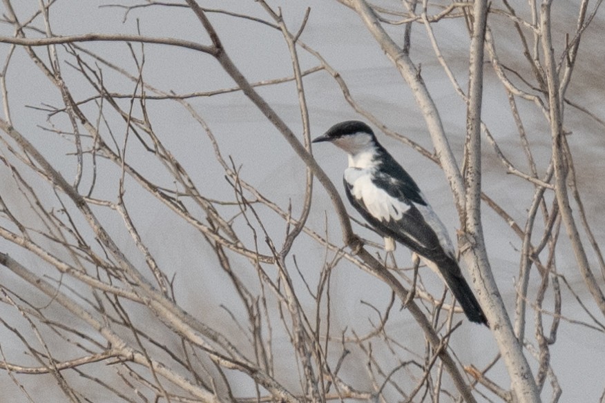 White-winged Triller - Ross Bartholomew