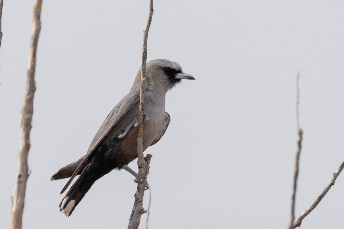 Black-faced Woodswallow - Ross Bartholomew