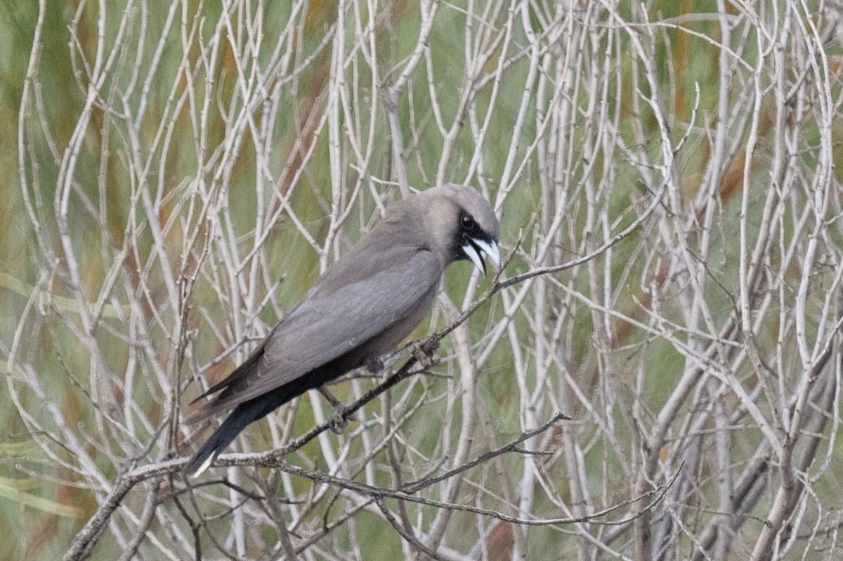 Black-faced Woodswallow - ML614403457