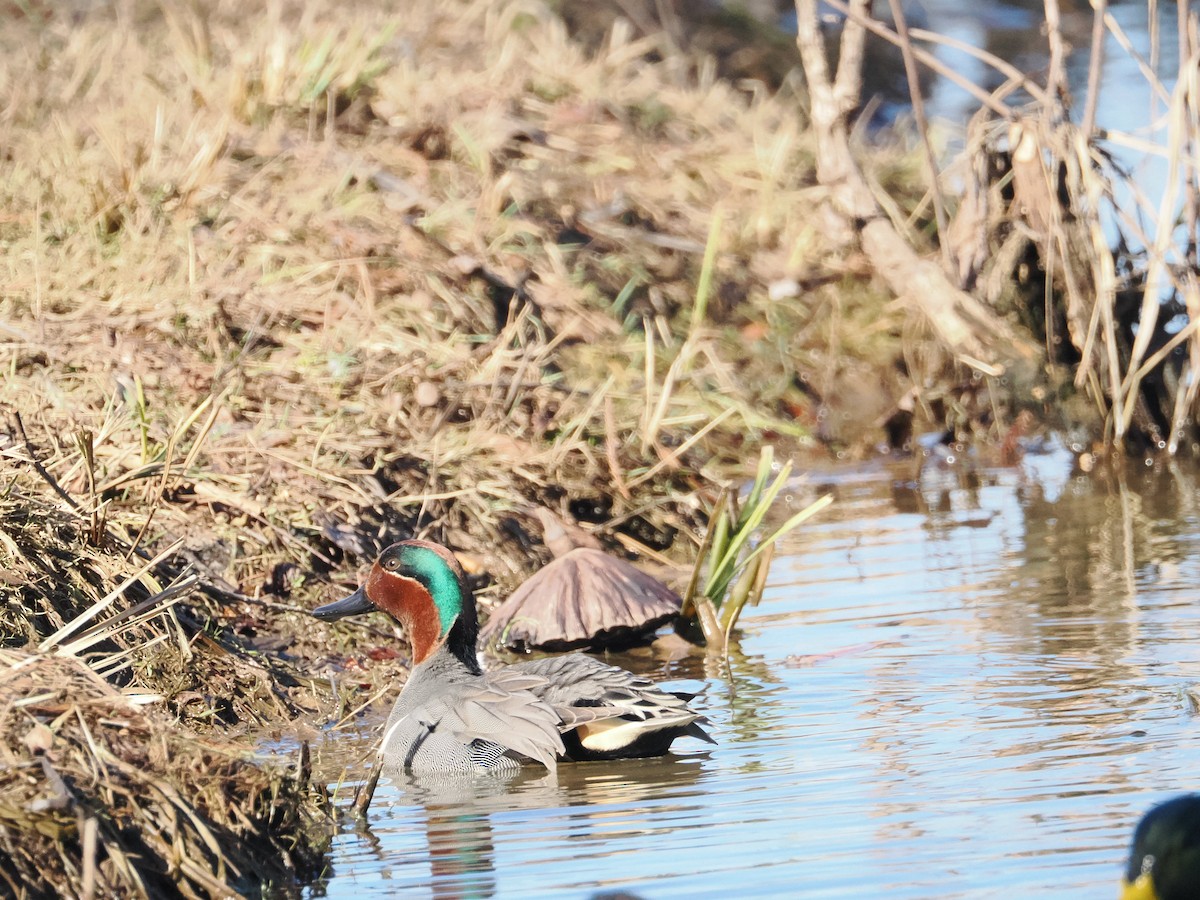 Green-winged Teal - a d